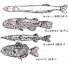 熱帯性魚類のベイビーちゃん 熱帯性魚類のベイビーちゃん
