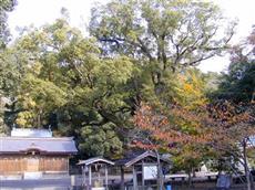 「御田さん」のクスノキ
