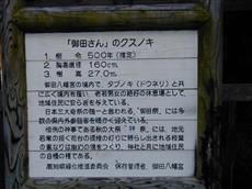 「御田さん」のクスノキ