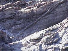 生痕化石(カニ類の匍行あと) 生痕化石(カニ類の匍行あと)