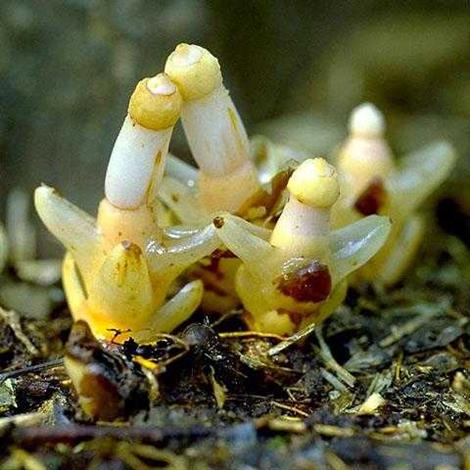 おしべの長さがバラエティに富む おしべの長さがバラエティに富む