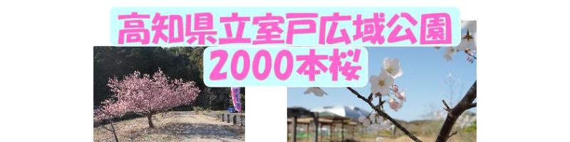 2000本桜　タイトル画像